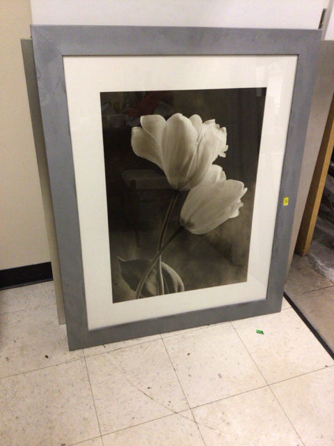 35 1/2" X 43 1/2" Silver Painted Frame White Tulip Print