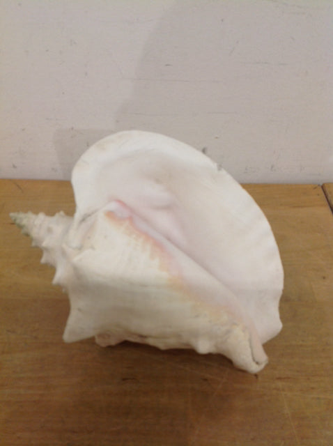 8" Conk Shell