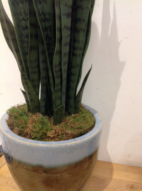 9" Blue Ceramic Pot W Green Plant