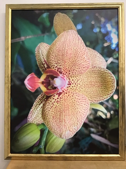 42"x32" Phalaenopis Orchid Framed Art Print