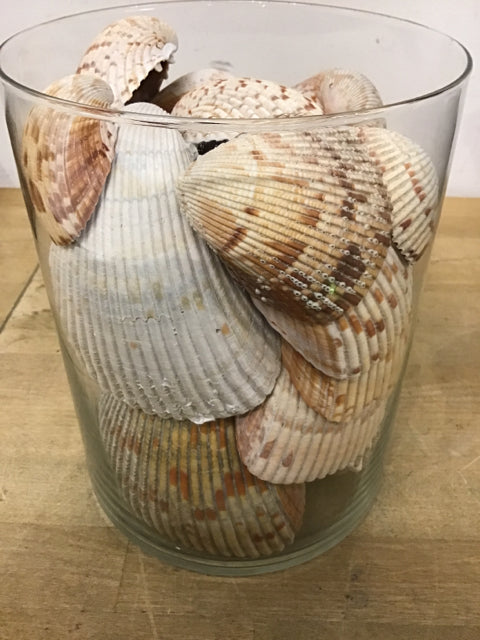 8" Clear Vase With Shells