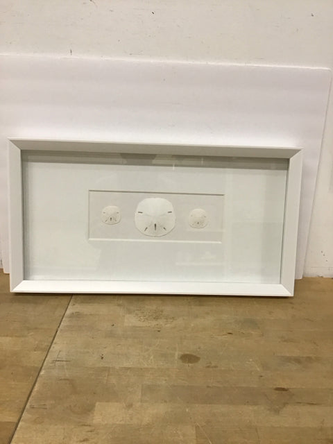 13.5x25.5 Framed Sand Dollar Collection