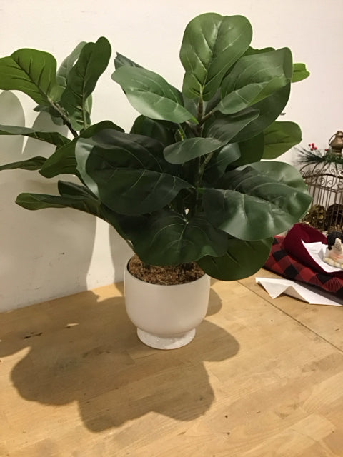 Fig Plant In White Ceramic Planter