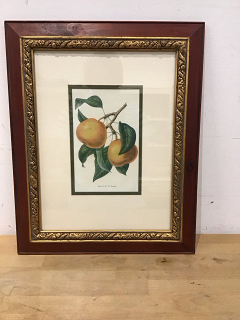 19x15 Framed Apples Belgian Horticultural Journal