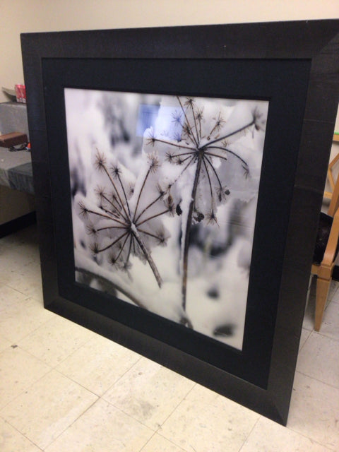 56" Square Peter Lik Dark Wood Framed Frozen Dandalion Print