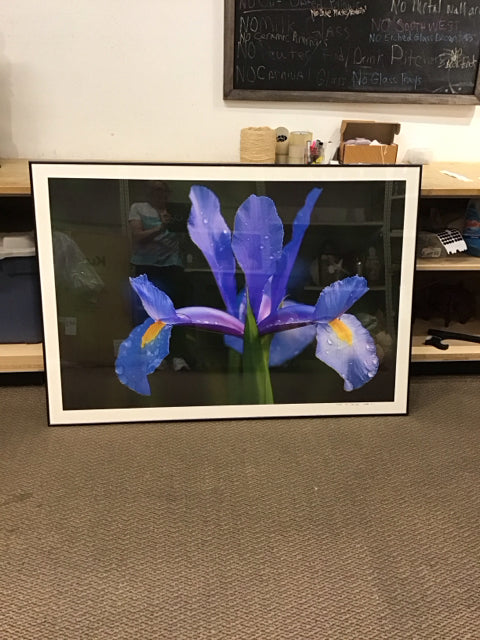 40x58 Framed Purple Iris By Lew Lautin