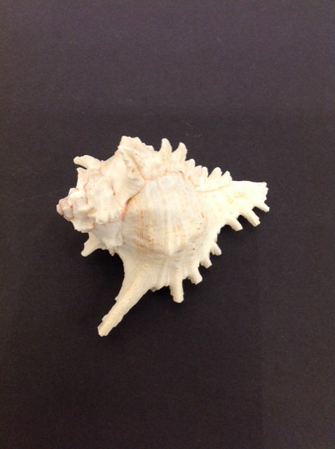 5" Conch Shell