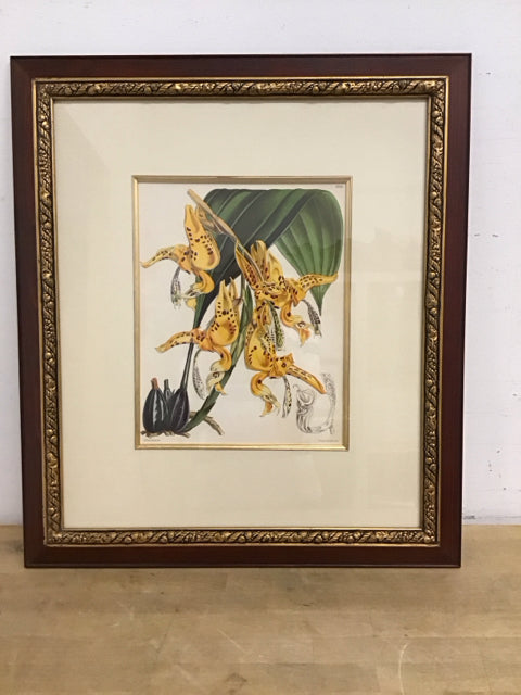 23x27 Framed Fitch Orchids "Stanhopea Bucephalus"