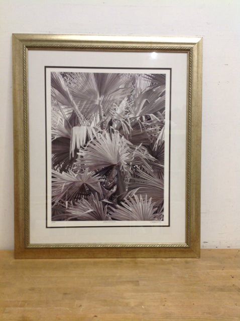 33x40 Framed "Washingtonias" C. Agnostic S/N