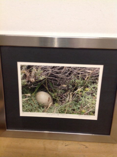 14" X 17" Signed The Forgotten Egg Chile