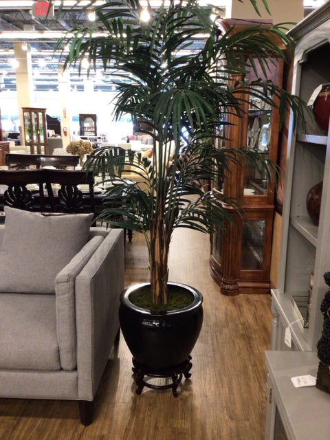 Palm Tree In Black Planter W/Stand