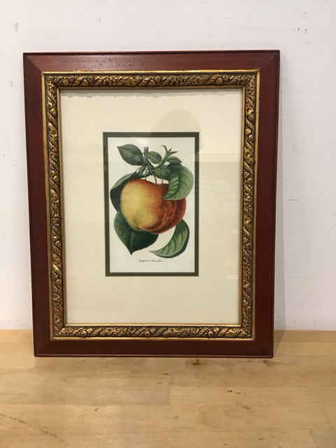 19x15 Framed Apples Belgian Horticultural Journal
