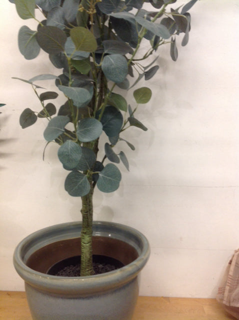 60" Dollar Treen In Blue Ceramic Pot