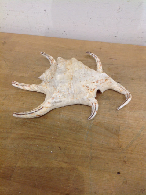 7" Shell
