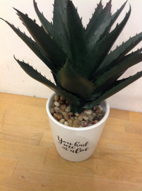 12" Aloe Plant In White Pot