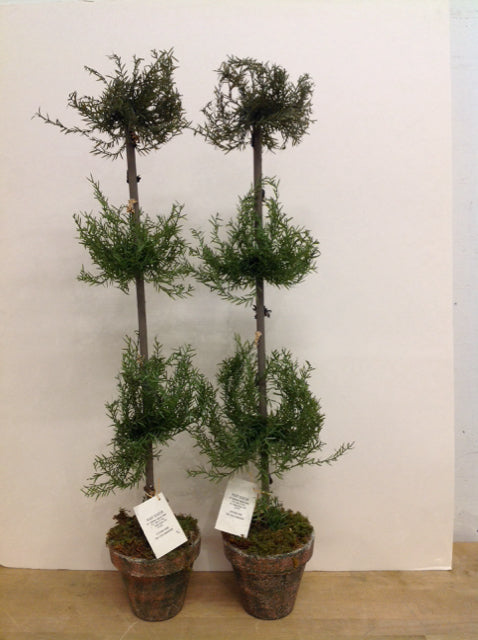 Pair 33" Faux Triple Rosemary Topiaries
