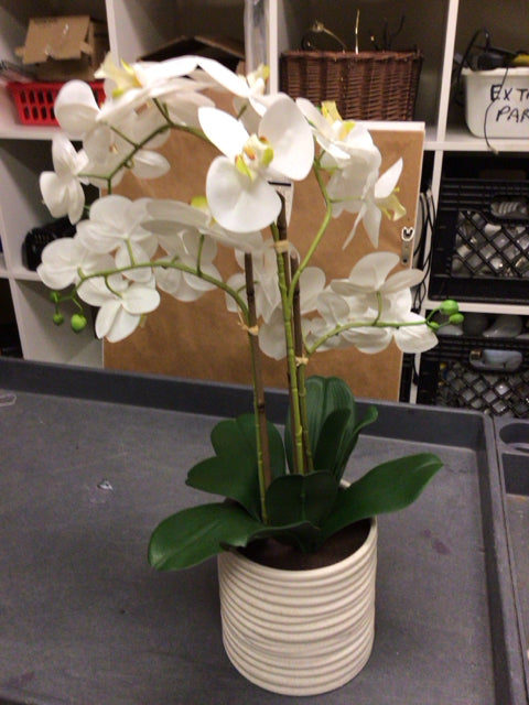White Orchid/Ceramic Planter