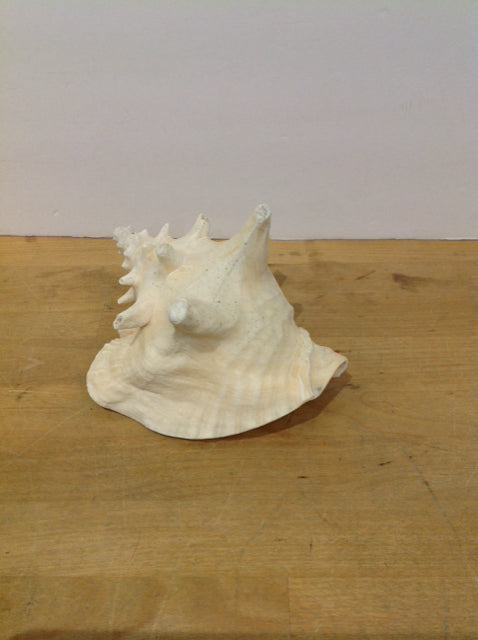 Conch Shell
