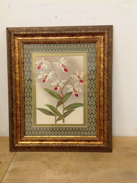 19x15.5 Framed Lindenia "White Orchid Study"