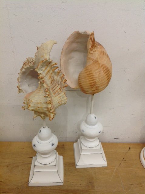 Set Of 2 Shells On Wood Stands