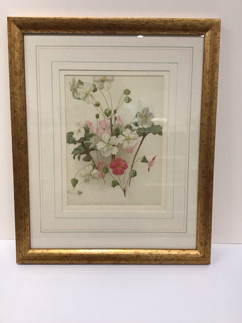 16x19 Framed Wild Forms of Chinese Primula