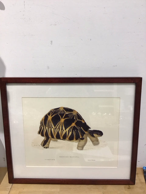 19"x16" "Testuda Radiata" Tortoise Framed Art Print
