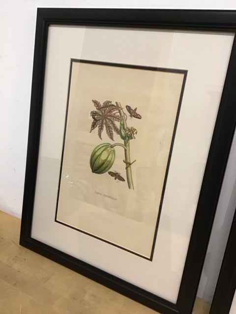 19"x24"/"Papaia Orientalis" Botanical Art Print