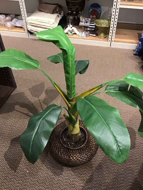3' Silk Banana Tree in Low Wicker Planter