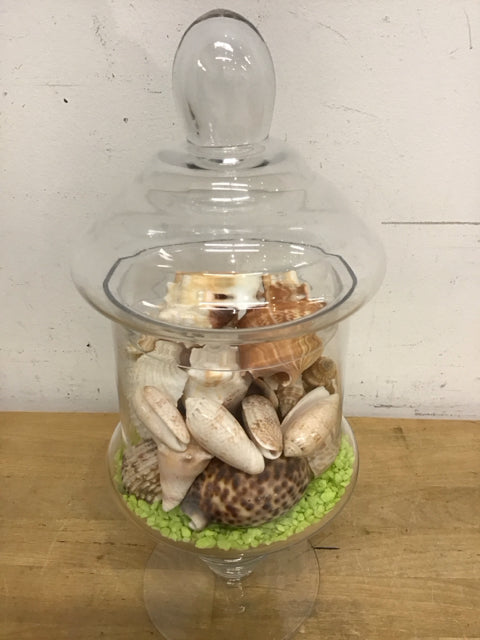 "13" Clear Glass Jar W/Shells