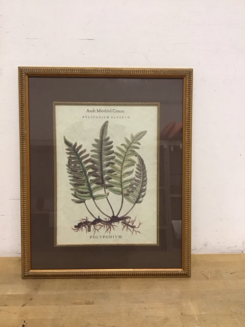 18"x17" Framed Polypodium Print