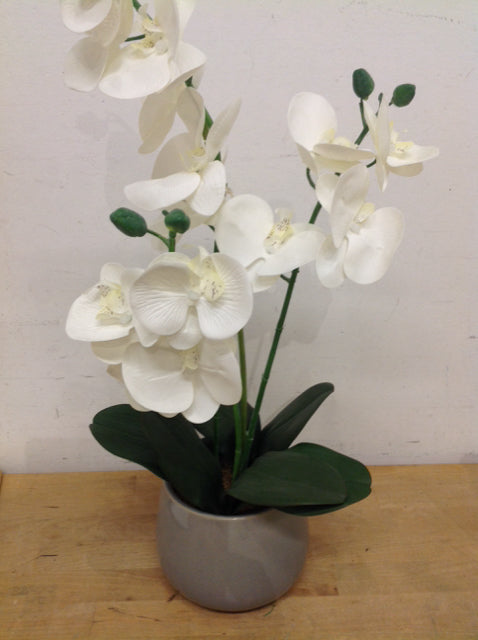 21" White Orchid In Grey Pot