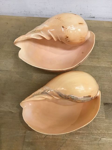 Set Of 2 Melo Melo Shells