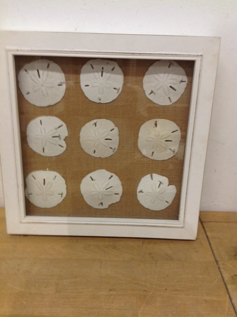 16" Sand Dollar Shadow Box