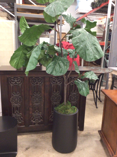 Crate and Barrel Fiddle Fig/Black Planter