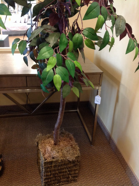 5' Ficus Tree In  Planter