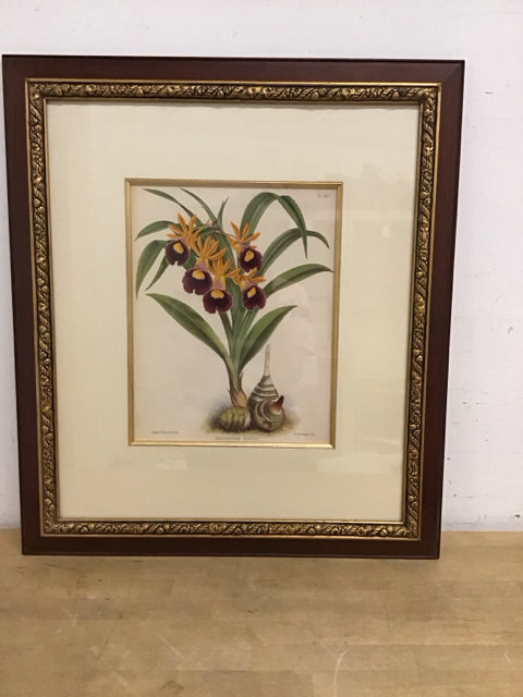 23x27 Framed Fitch Orchids "Galeandra Baueri"