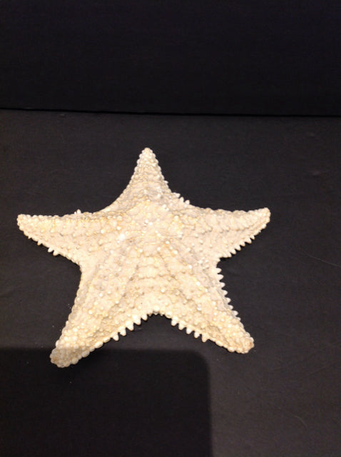 9.5" Starfish