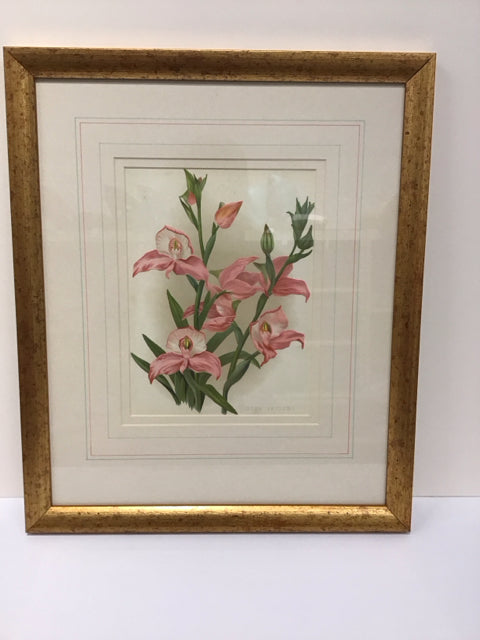 16x19 Framed "Disa Veitchi"