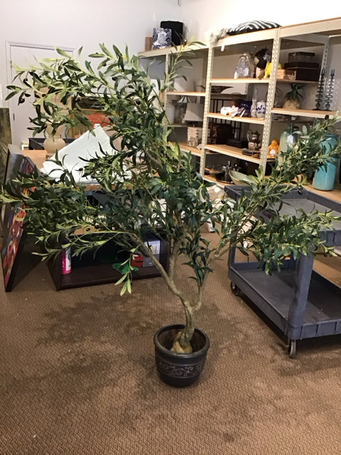 6' Olive Tree w/Charcoal Ceramic Planter