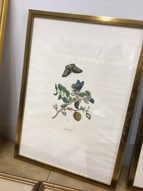 21"x15" "Limones" Botanical Art Print