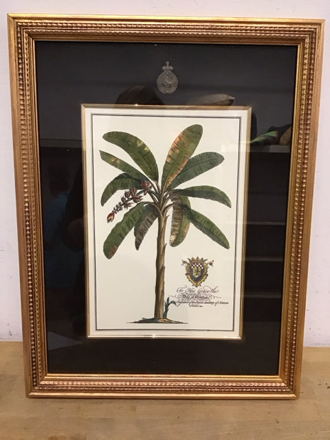 21"x16" Botanical Banana Tree Art