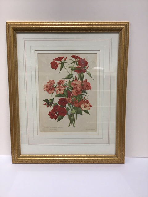 16x19 Framed "Showy Half-Hardy Annual"