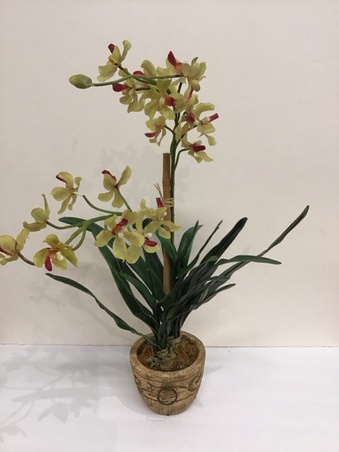 Dancing Yellow Orchids in Clay Pot