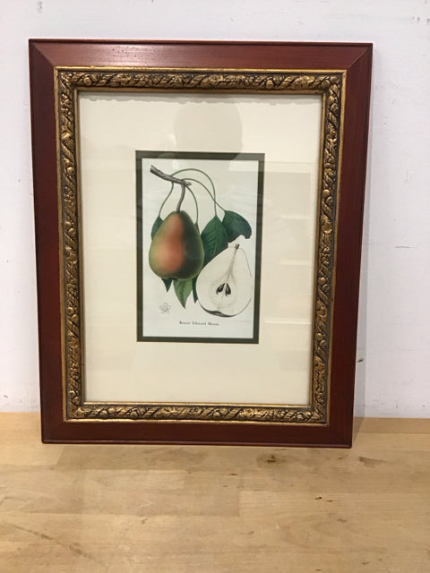 19x15 Framed Pears Belgian Horticultural Journal