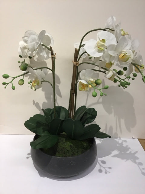 White Orchids in Grey Planter Bowl