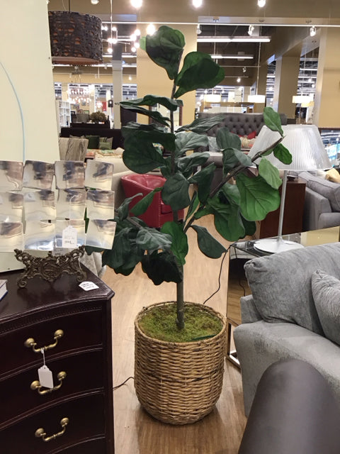 7' Faux Fiddle Leaf Tree in Woven Basket