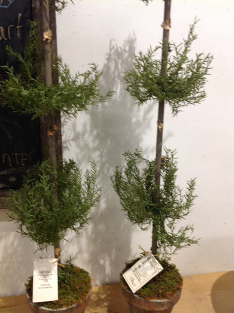 32" Pair Of Evergreen Topiaries In Pots