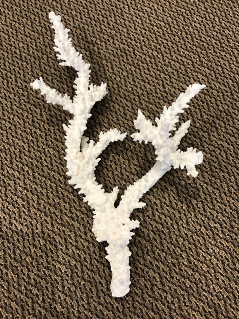 21"x10" Natual Coral