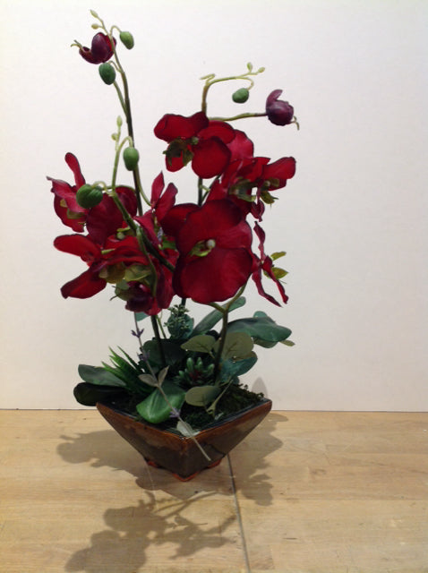 22" Red Orchids in Angled Container