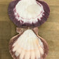 Set Of 2 Lions Paw Scallop Shells